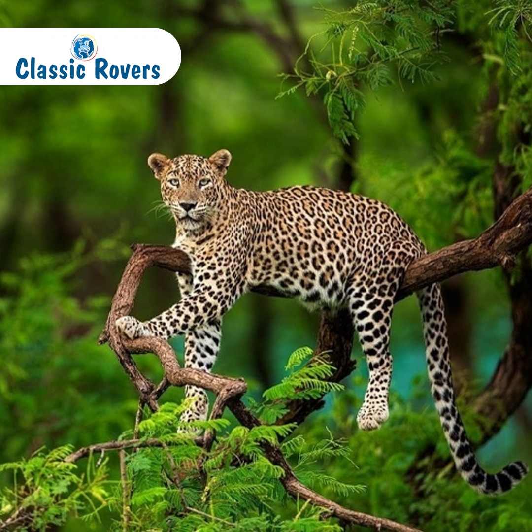 wildlife sanctuaries in India