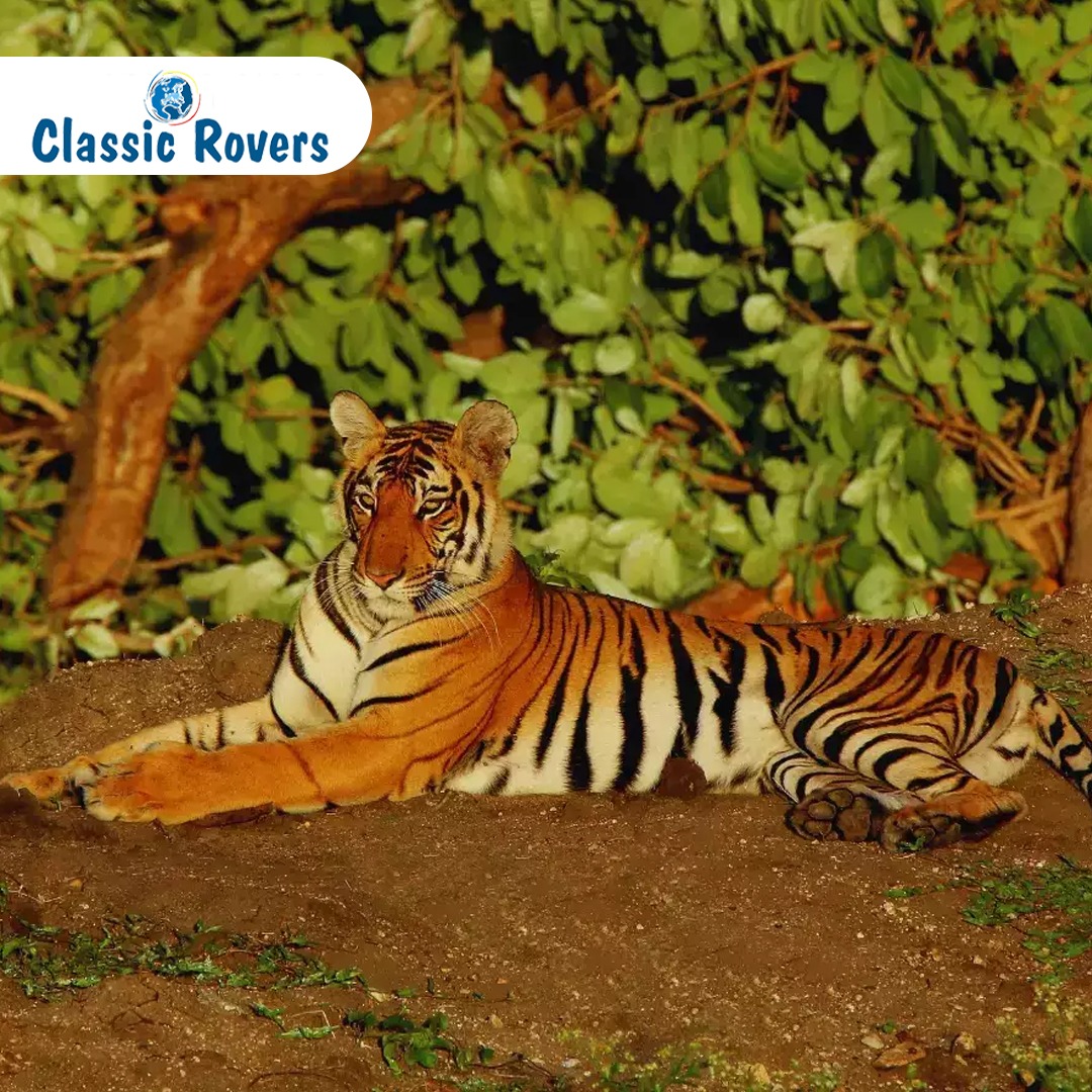 wildlife sanctuaries in India