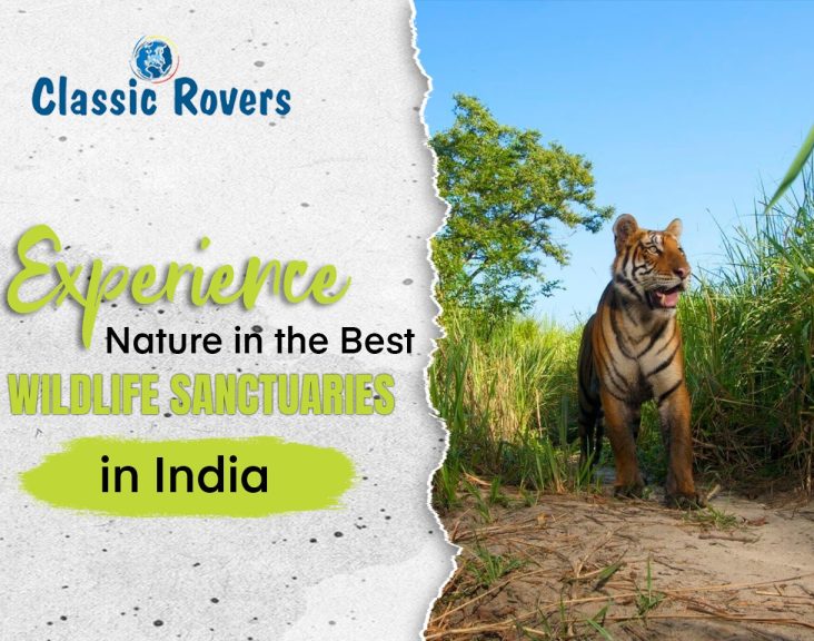 Experience Nature in the Best Wildlife Sanctuaries in India