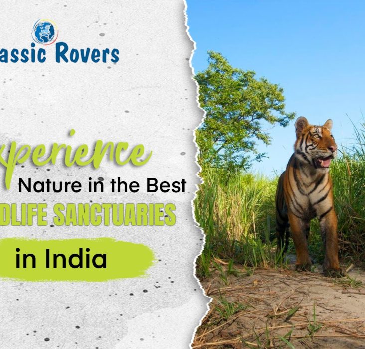 Experience Nature in the Best Wildlife Sanctuaries in India